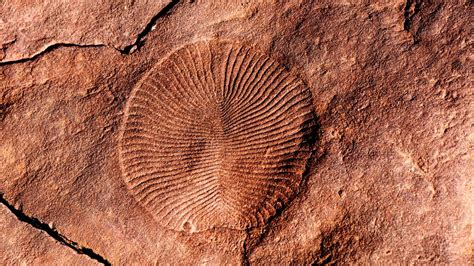 Apr 12, 2017 · The Ediacaran period spans nearly 100 million years below the base of the Cambrian period, 542 million years ago. Its upper boundary is defined by the appearance of preserved complex burrows ... 